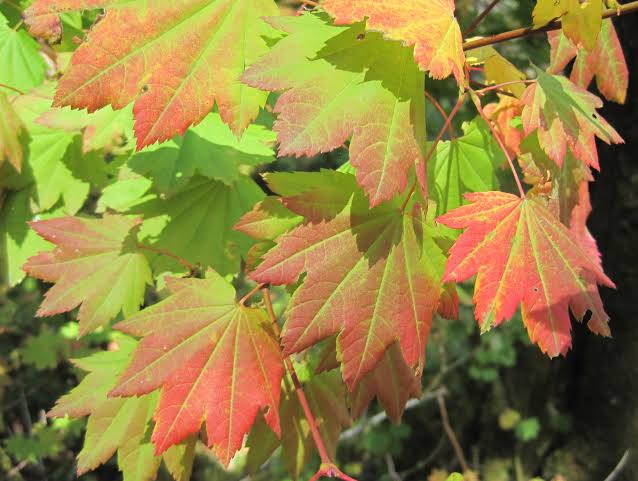 different types of maples trees