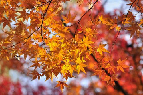 25 Different Types of Maple Trees (With Pictures & Names) - AMERICAN ...