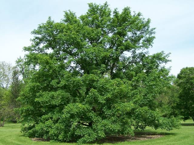 25 Different Types of Maple Trees (With Pictures & Names) - AMERICAN