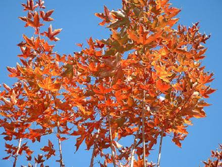 all types of maple trees