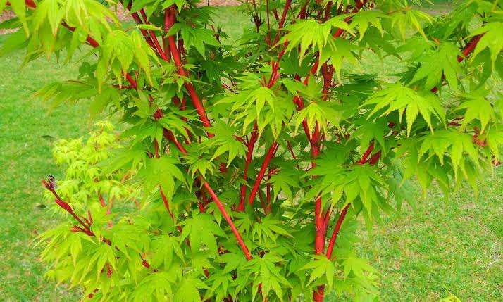 different types of maple trees