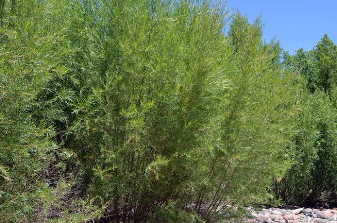 15 Major Types Of Willow Trees And How To Identify Them - AMERICAN GARDENER