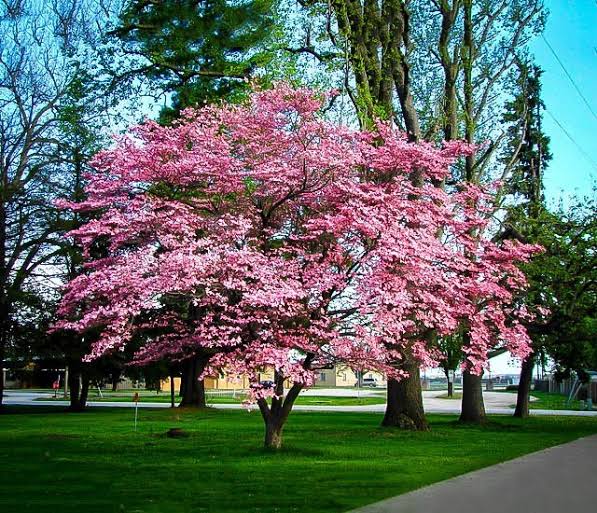 8 Trees With Pink Flowers (Names & Pictures) AMERICAN GARDENER