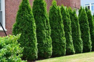 16 Major Types Of Evergreen Trees (With Pictures & Names) - AMERICAN ...