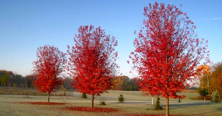 different types of maple tree