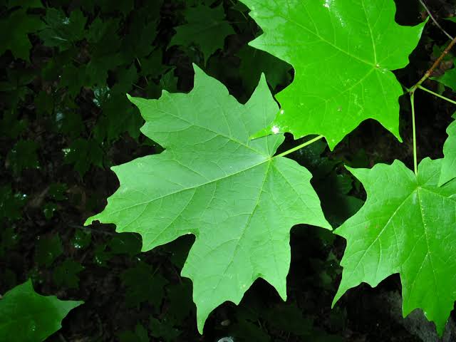 different types of maple tree leaves