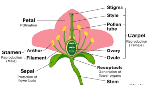 17 Parts of a Flower And Their Functions (With Labelled Diagram ...