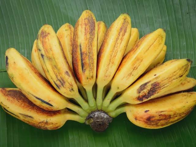 25 Different Types Of Bananas And Their Characteristics - AMERICAN GARDENER