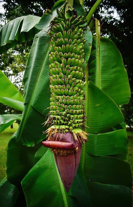 25 Different Types of Bananas And Their Characteristics - AMERICAN GARDENER