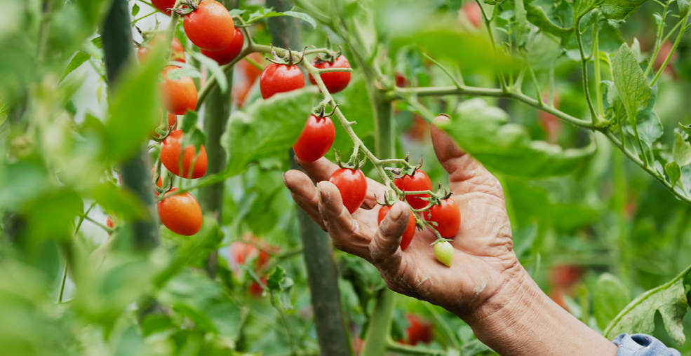 Tomatoes in florida