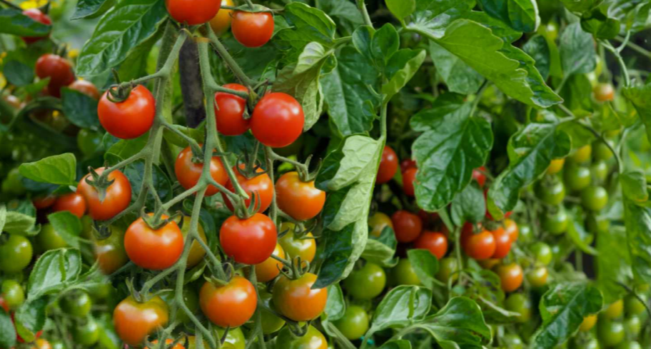 Tomatoe plant