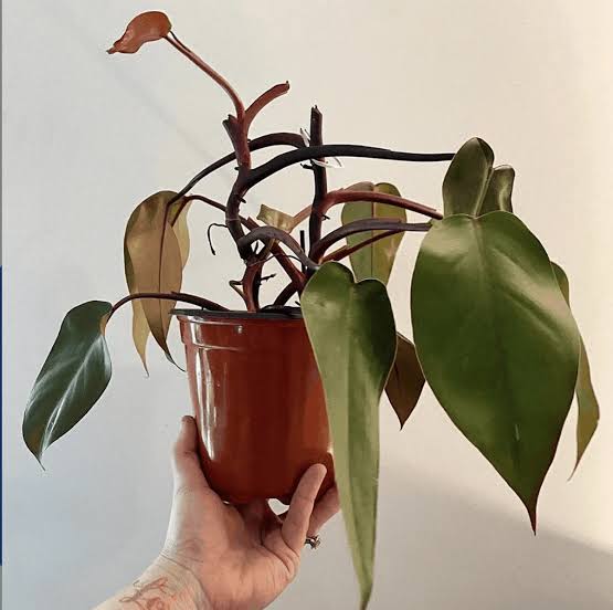 Philodendron Problems: Brown Spots, Diseases & Pests - AMERICAN GARDENER