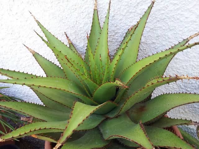 30 Different Types Of Aloe Vera Plants With Pictures - AMERICAN GARDENER