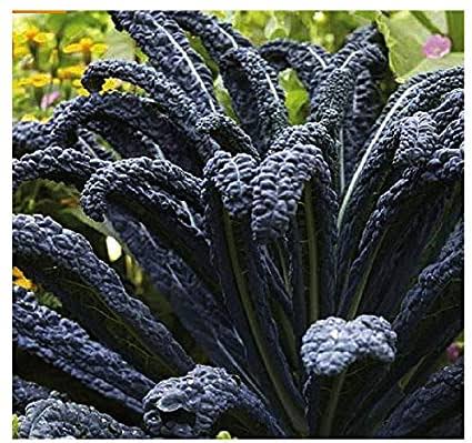 16 Different Types of Kale Varieties (With Pictures) - AMERICAN GARDENER