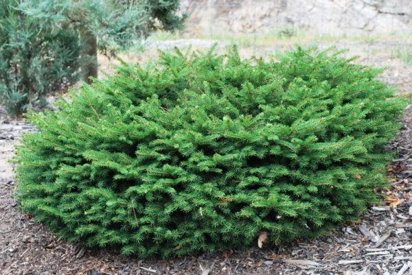 18 Different Types Of Spruce Trees And Shrubs - AMERICAN GARDENER