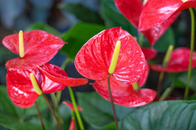 Anthurium Varieties: 16 Types of Anthurium For Your Home - AMERICAN ...