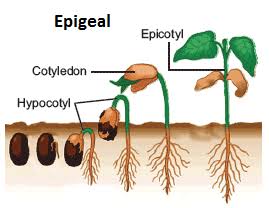 9 Difference Between Epigeal And Hypogeal Germination (With Pictures ...