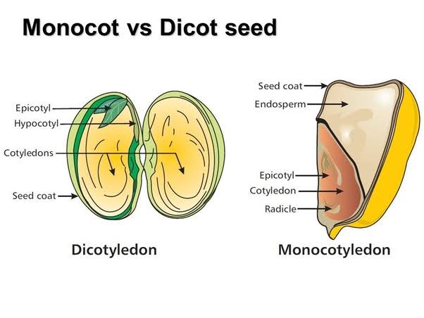 8 Difference Between Monocot And Dicot Seeds - AMERICAN GARDENER