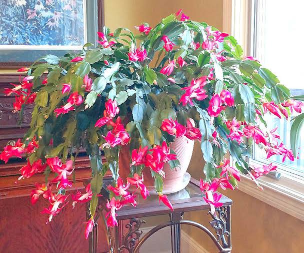 10 Difference Between Thanksgiving And Christmas Cactus - AMERICAN GARDENER