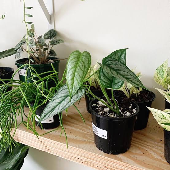 Monstera Varieties: 16 Types of Monstera For Indoor Growing - AMERICAN ...