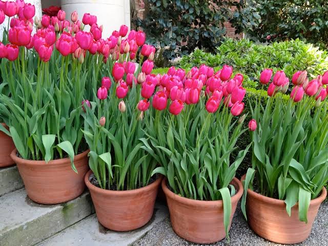 How To Grow And Care For Tulips In Pots or Containers - AMERICAN GARDENER