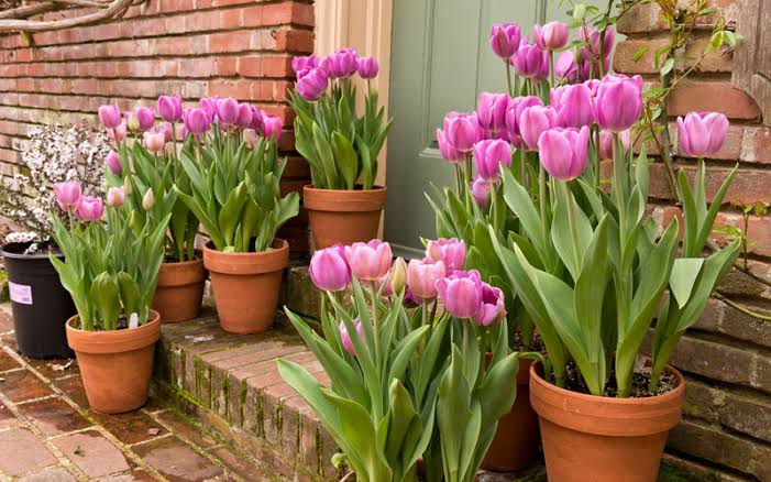 How To Grow And Care For Tulips In Pots Or Containers - AMERICAN GARDENER