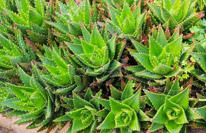30 Different Types Of Aloe Vera Plants With Pictures American Gardener 3476