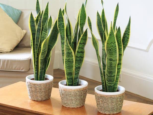 snake-plant-water-requirements-when-how-how-much-american-gardener