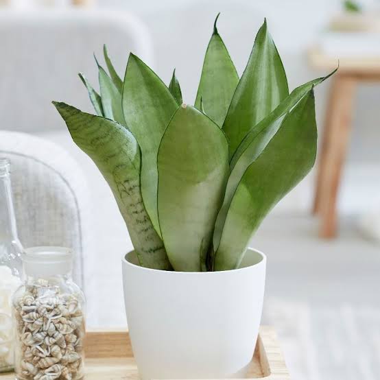 Sansevieria Moonshine: How To Grow And Care - AMERICAN GARDENER