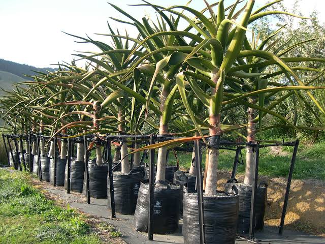 30 Different Types Of Aloe Vera Plants With Pictures American Gardener 0260