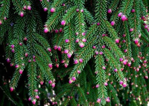 18 Different Types Of Spruce Trees And Shrubs - AMERICAN GARDENER