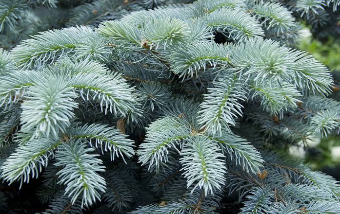 18 Different Types Of Spruce Trees And Shrubs - AMERICAN GARDENER