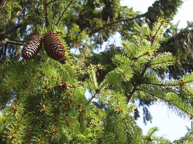 18 Different Types Of Spruce Trees And Shrubs - AMERICAN GARDENER