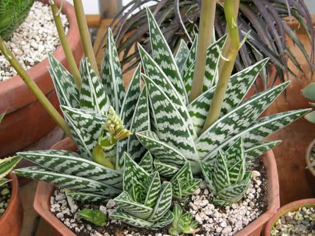 30 Different Types Of Aloe Vera Plants With Pictures American Gardener 8461