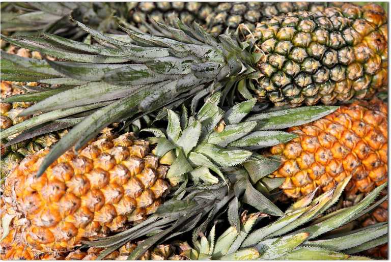 15 Types of Pineapple Varieties And Their Characteristics - AMERICAN ...