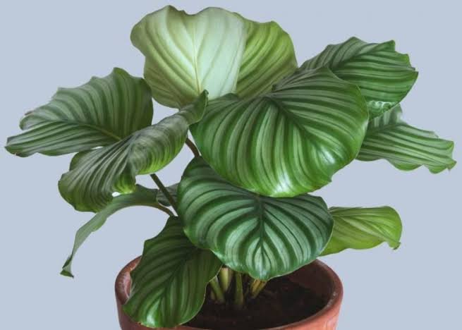 Calathea Orbifolia: Care And Growing Guide For Beginners - AMERICAN ...