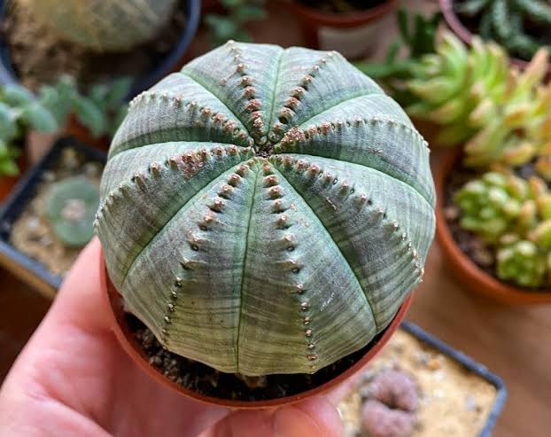 24 Types of Euphorbia Plant Varieties (With Pictures) - AMERICAN GARDENER