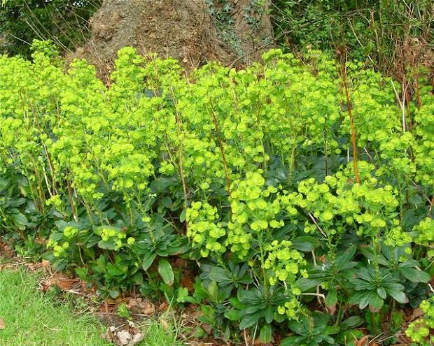 24 Types of Euphorbia Plant Varieties (With Pictures) - AMERICAN GARDENER