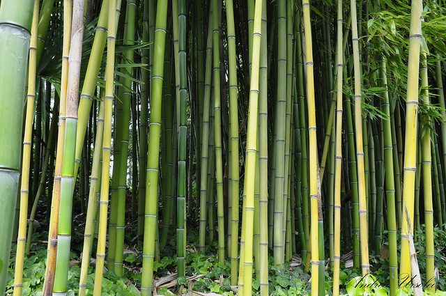 20 Types Of Bamboo Varieties For Yards, Gardens, Decks And Indoors ...