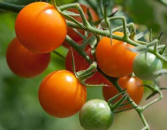 24 High Yield Tomato Varieties To Grow In Your Garden - AMERICAN GARDENER