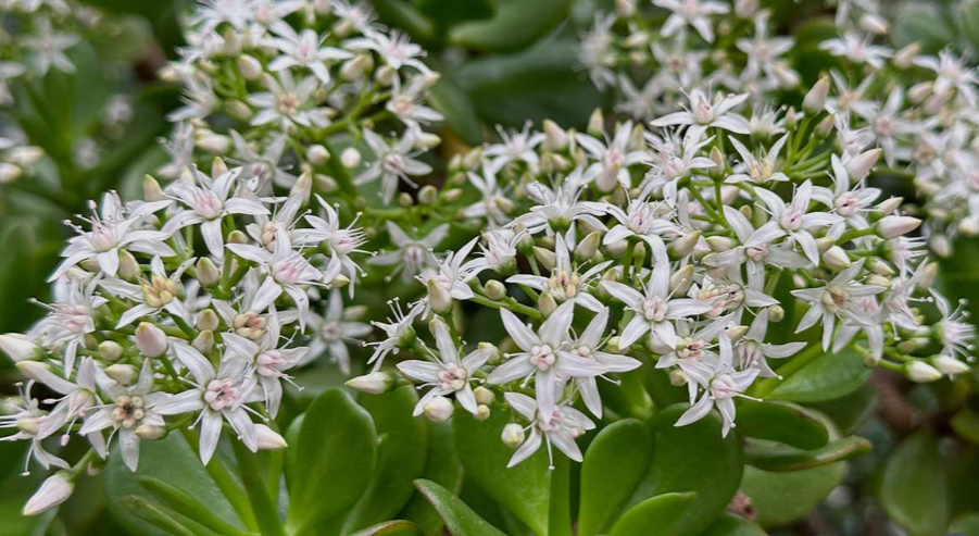Jade plant Flower