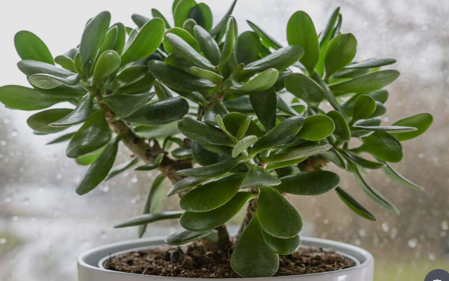 Jade plant in pot