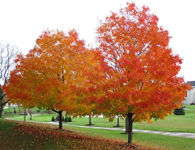 16 Best Landscaping Trees With Brilliant Fall Color - AMERICAN GARDENER