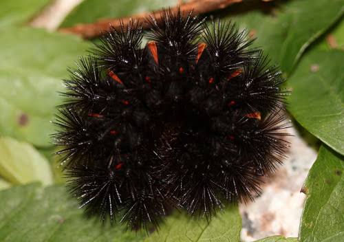 14 Black Caterpillar Types: How To Identify Them - AMERICAN GARDENER