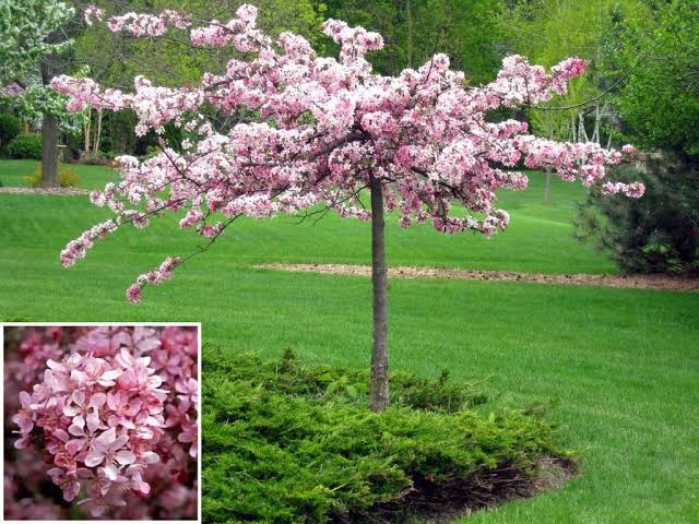 Types Of Crabapple Trees Fruiting Flowering Varieties American Gardener