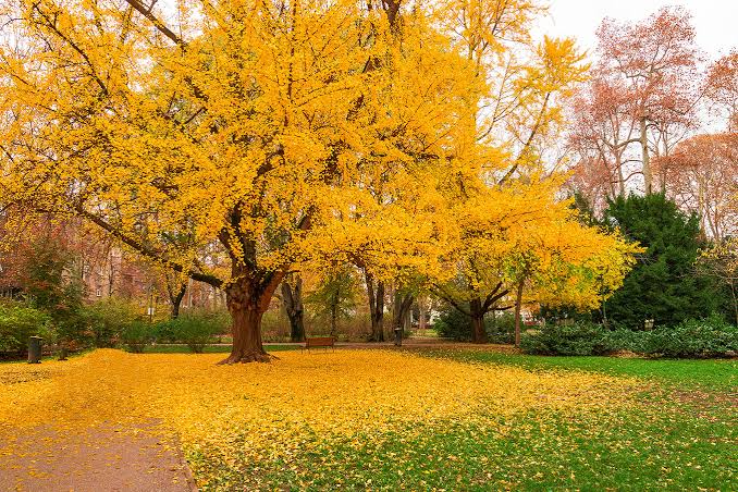 16 Best Landscaping Trees With Brilliant Fall Color - AMERICAN GARDENER