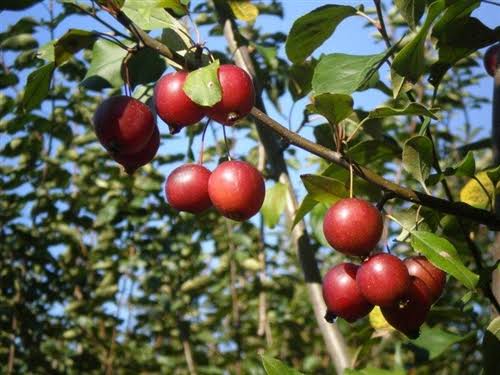 Types Of Crabapple Trees Fruiting Flowering Varieties American