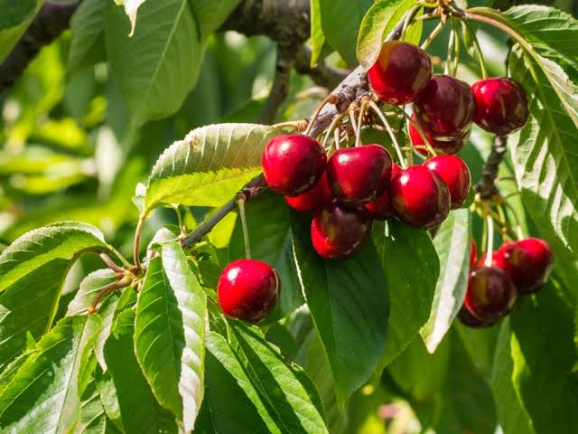 22 Types Of Cherry Trees With Their Characteristics - American Gardener