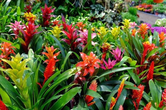 24 Beautiful Tropical Flowers With Pictures - AMERICAN GARDENER