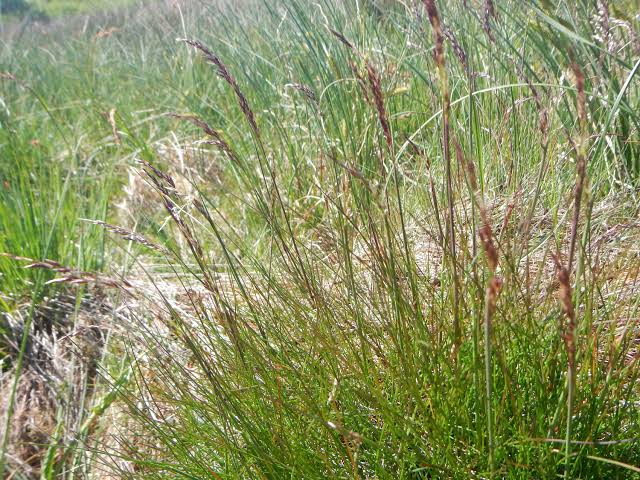 40 Types of Ornamental Grasses For Your Landscape - AMERICAN GARDENER